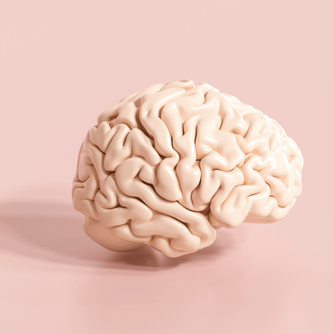 Gut brain – wieso der Darm als zweites Gehirn bezeichnet wird.